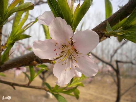 遠離爛桃花的方法|解析爛桃花 斬斷爛桃花最靈的方法